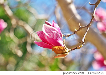 木蘭花(春季,三月) 木蘭花(春季,三月) 137878238