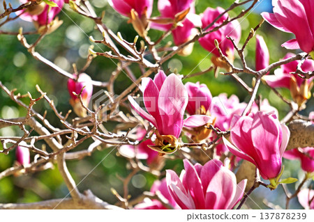 Magnolia flowers (spring, March) 137878239
