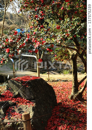 Scattered Camellias Scattered Camellias 137878289