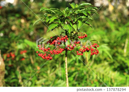 一百萬個紅色水果 137878294