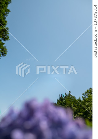 三重縣瀧町入市繡球花節：五彩繽紛的繡球花圖片。 137878314