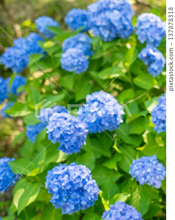 Mie Prefecture, Taki Town, Nyu, Hydrangea Festival: Images of colorful hydrangeas. Mie Prefecture, Taki Town, Nyu, Hydrangea Festival: Images of colorful hydrangeas. 137878318