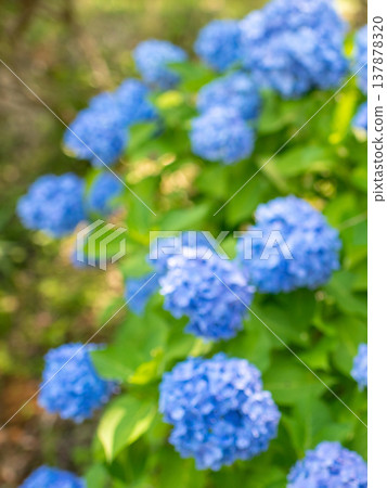 三重縣瀧町入市繡球花節：五彩繽紛的繡球花圖片。 137878320