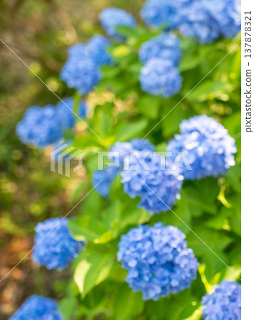 三重縣瀧町入市繡球花節：五彩繽紛的繡球花圖片。 137878321