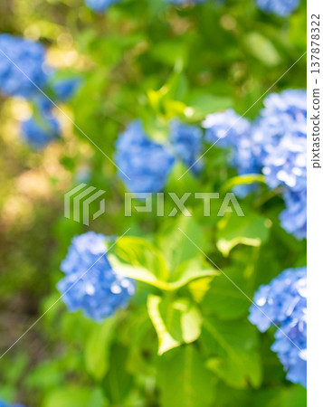 三重縣瀧町入市繡球花節:五彩繽紛的繡球花圖片。 三重縣瀧町入市繡球花節:五彩繽紛的繡球花圖片。 137878322