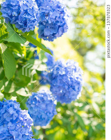 Mie Prefecture, Taki Town, Nyu, Hydrangea Festival: Images of colorful hydrangeas. Mie Prefecture, Taki Town, Nyu, Hydrangea Festival: Images of colorful hydrangeas. 137878323