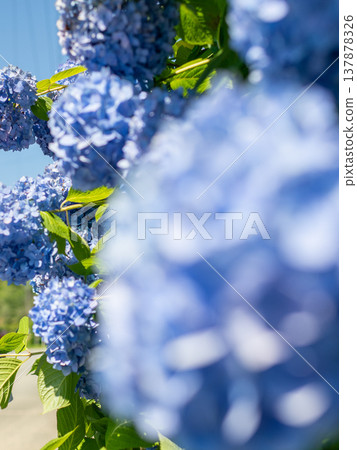 三重縣瀧町入市繡球花節：五彩繽紛的繡球花圖片。 137878326