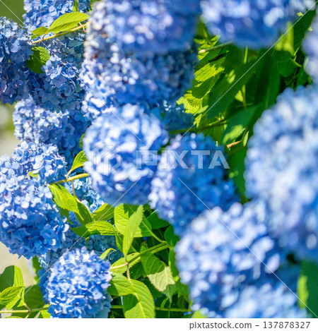 三重縣瀧町入市繡球花節：五彩繽紛的繡球花圖片。 137878327