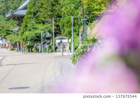 三重縣瀧町入市繡球花節：五彩繽紛的繡球花圖片。 137878344