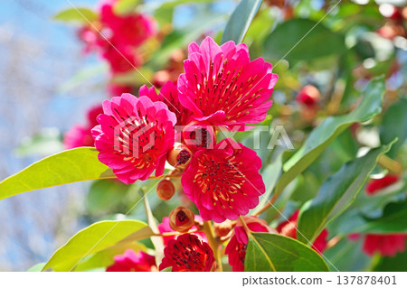 Red rhododendron flower (spring, March) Red rhododendron flower (spring, March) 137878401