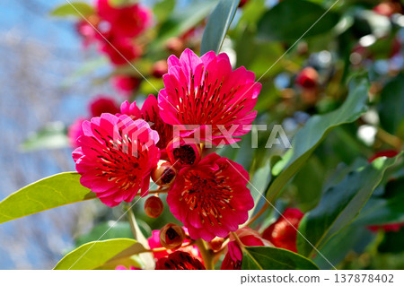 Red rhododendron flower (spring, March) 137878402