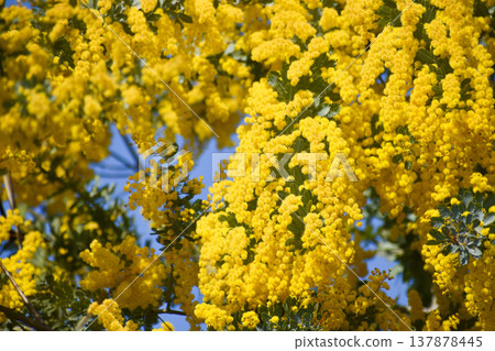 Acacia dealbata flowers (also known as mimosa) Acacia dealbata flowers (also known as mimosa) 137878445