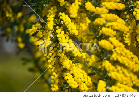 Acacia dealbata flowers (also known as mimosa) Acacia dealbata flowers (also known as mimosa) 137878446