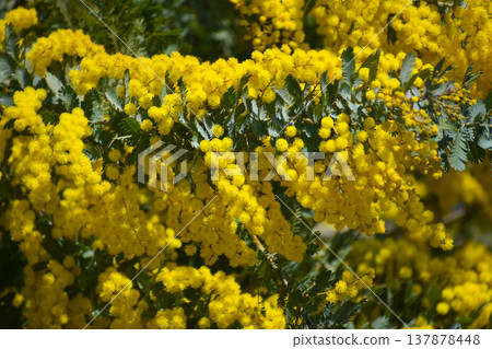 Acacia dealbata flowers (also known as mimosa) Acacia dealbata flowers (also known as mimosa) 137878448