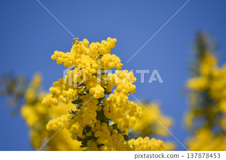 銀荊花（又稱含羞草） 137878453