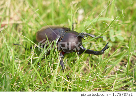 A wild male beetle walking on the grass. A wild male beetle walking on the grass. 137878781