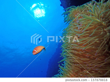 Blue sea and fish 137878818