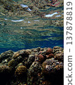 Coral Reef 137878819