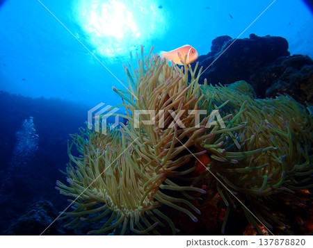 Blue sea, coral, and clownfish Blue sea, coral, and clownfish 137878820