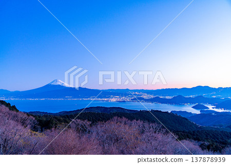 (Shizuoka Prefecture) View of Mt. Fuji from Darumayama Plateau in the early morning. (Shizuoka Prefecture) View of Mt. Fuji from Darumayama Plateau in the early morning. 137878939