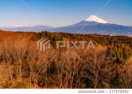 (靜岡縣)清晨從達摩山高原眺望富士山。 (靜岡縣)清晨從達摩山高原眺望富士山。 137878942