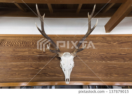 A deer skull displayed indoors. A deer skull displayed indoors. 137879015