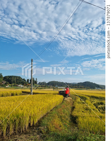 autumn golden rice field.  Rural landscape. 137879071
