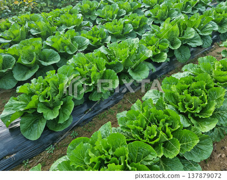 close up fresh green chinese cabbage in the field. close up fresh green chinese cabbage in the field. 137879072