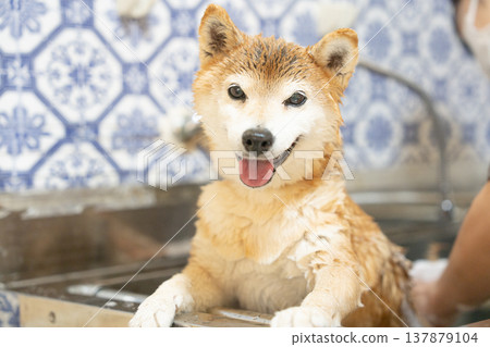 A cute Shiba Inu getting a shampoo - Akane the Shiba Inu A cute Shiba Inu getting a shampoo - Akane the Shiba Inu 137879104