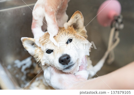 可愛的柴犬正在洗頭 - 柴犬茜 137879105
