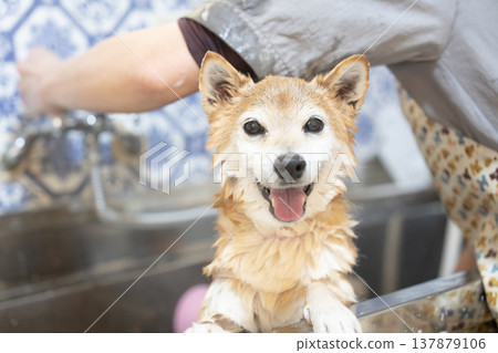 A cute Shiba Inu getting a shampoo - Akane the Shiba Inu 137879106