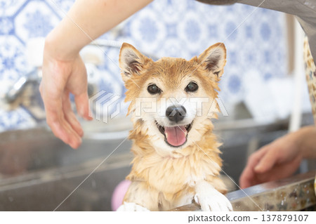 可愛的柴犬正在洗頭 - 柴犬茜 137879107