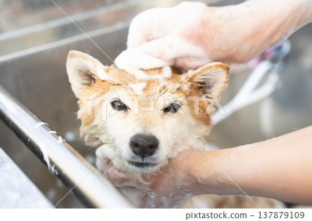 A cute Shiba Inu getting a shampoo - Akane the Shiba Inu A cute Shiba Inu getting a shampoo - Akane the Shiba Inu 137879109