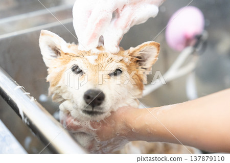 A cute Shiba Inu getting a shampoo - Akane the Shiba Inu A cute Shiba Inu getting a shampoo - Akane the Shiba Inu 137879110