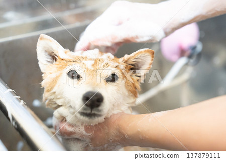 可愛的柴犬正在洗頭 - 柴犬茜 可愛的柴犬正在洗頭 - 柴犬茜 137879111