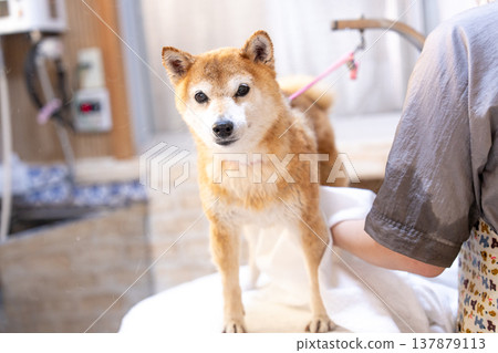 A cute Shiba Inu getting a shampoo - Akane the Shiba Inu 137879113