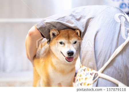 可愛的柴犬正在洗頭 - 柴犬茜 137879118