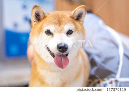 可愛的柴犬正在洗頭 - 柴犬茜 137879119