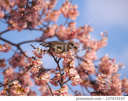 A brown-eared bulbul came to sip nectar from the fully bloomed winter cherry blossoms. A brown-eared bulbul came to sip nectar from the fully bloomed winter cherry blossoms. 137879197