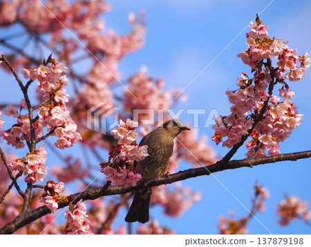 A brown-eared bulbul came to sip nectar from the fully bloomed winter cherry blossoms. A brown-eared bulbul came to sip nectar from the fully bloomed winter cherry blossoms. 137879198