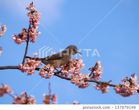 A brown-eared bulbul came to sip nectar from the fully bloomed winter cherry blossoms. A brown-eared bulbul came to sip nectar from the fully bloomed winter cherry blossoms. 137879199