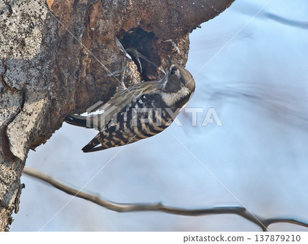 Japanese pygmy woodpecker staying on a tree Japanese pygmy woodpecker staying on a tree 137879210