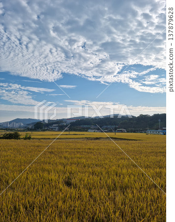 autumn golden rice field. Rural landscape. autumn golden rice field. Rural landscape. 137879628