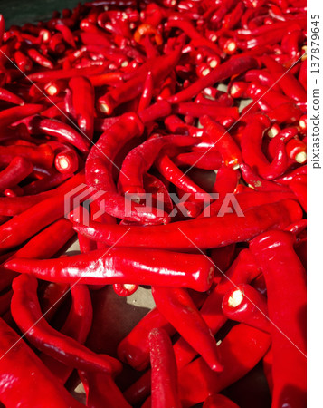 bunch of red hot peppers bunch of red hot peppers 137879645