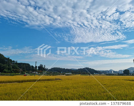 autumn golden rice field. Rural landscape. autumn golden rice field. Rural landscape. 137879688