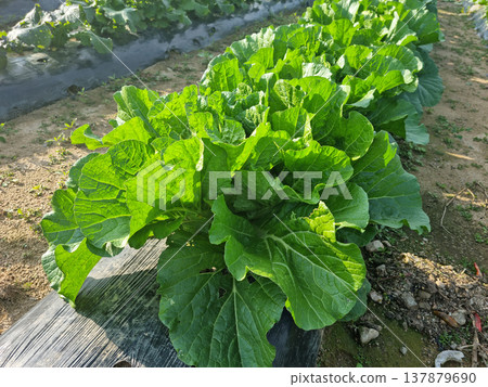 close up fresh green cabbage in the field. 137879690