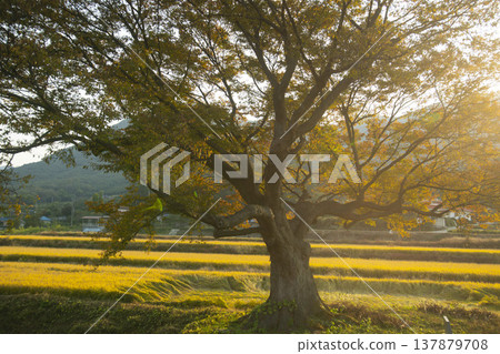 Han River bike path 137879708