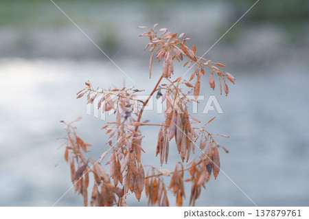 Waterside Macleaya seeds 137879761