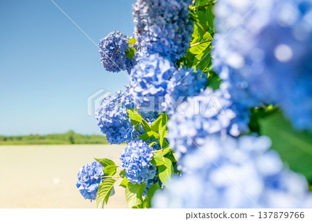 Hydrangeas in full bloom - rainy season scenery Hydrangeas in full bloom - rainy season scenery 137879766
