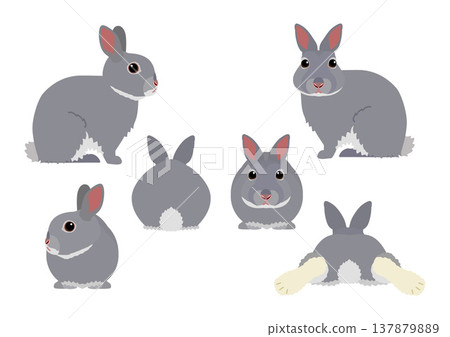 Netherland Dwarf Set 137879889